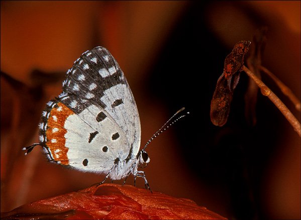 Talicada