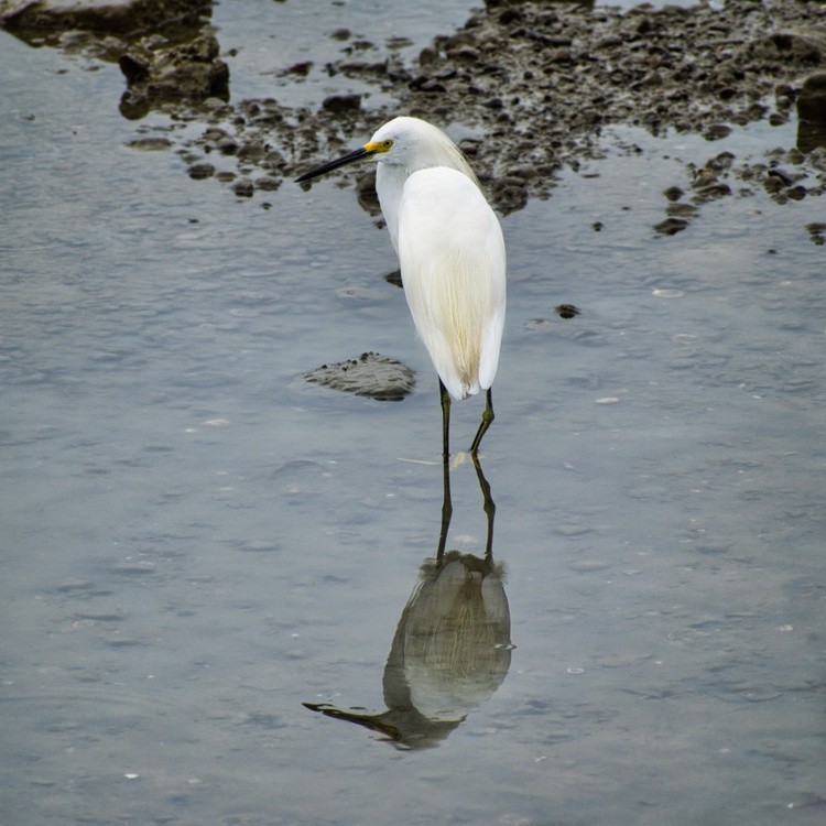 Animals in the Wild 3