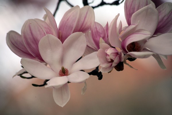 perfect Magnolia