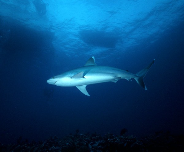 Oceanic Silvertip