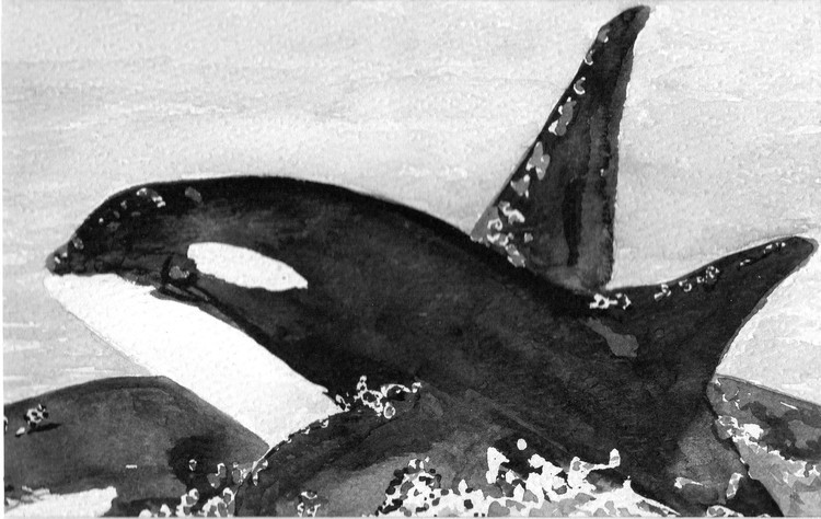 orca dance