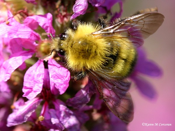 Bee