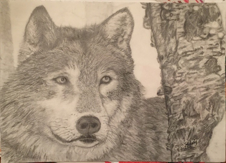 Grey Wolf