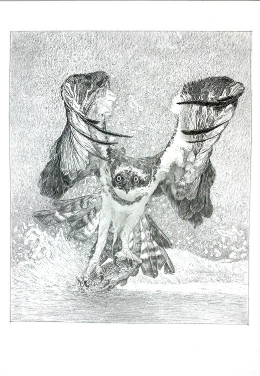 Osprey