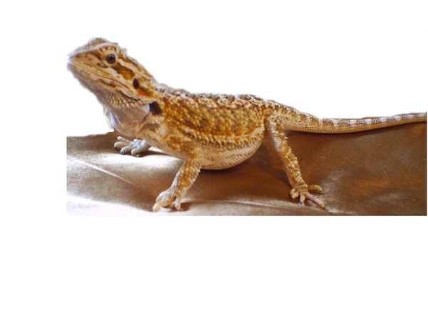 Blonde D our Bearded Dragon