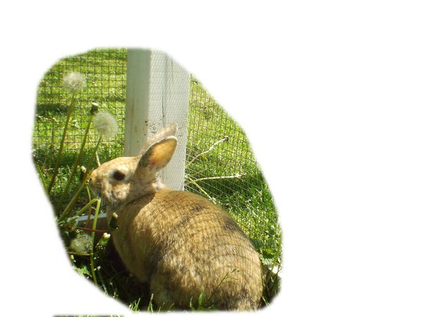 Sweetie Bunny