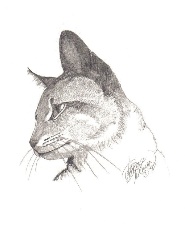 Charlie The Cat