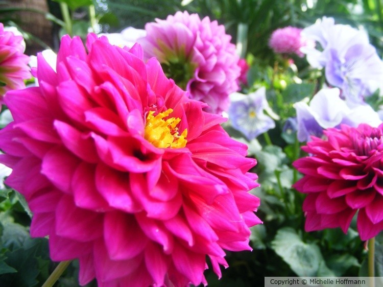Geraniums