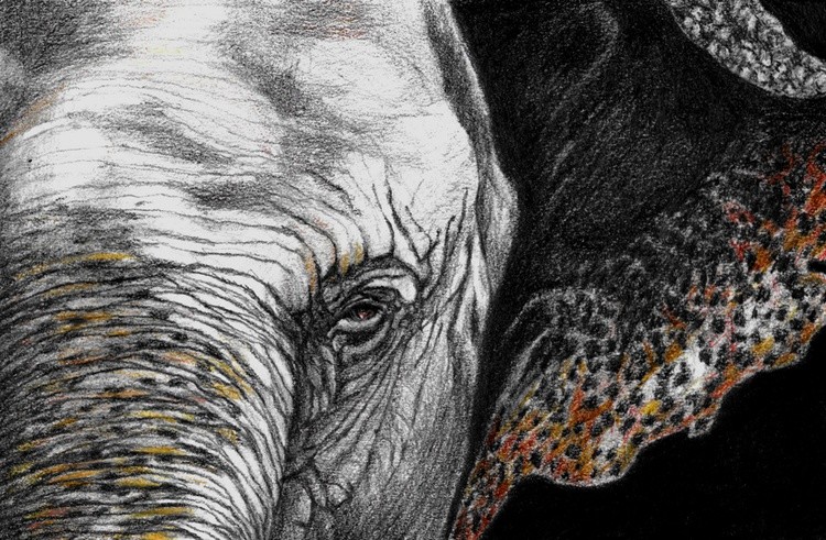 Elephant 4 