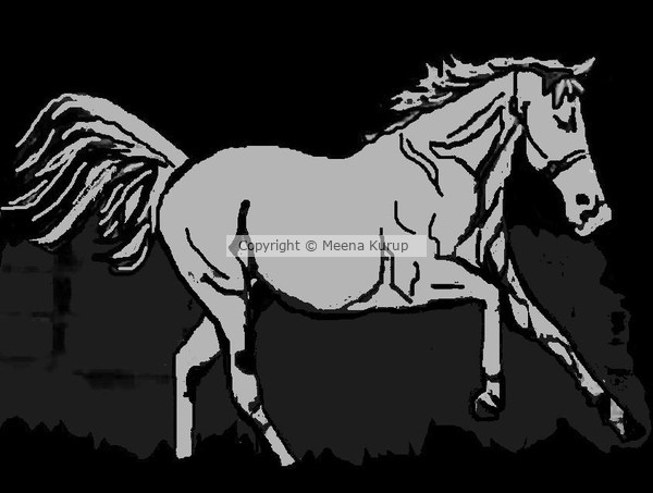 STALLION