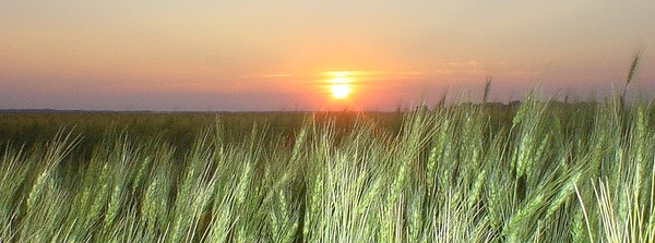 Wheat at Sunset