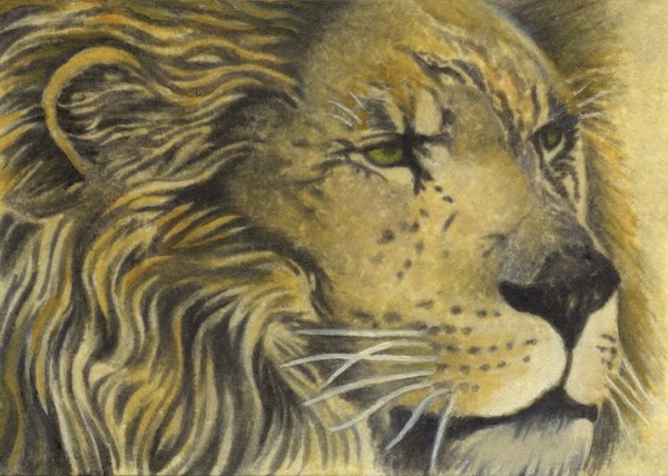 Lord of The Pride - African Lion