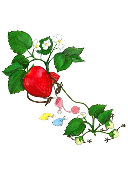 Berry Babies
