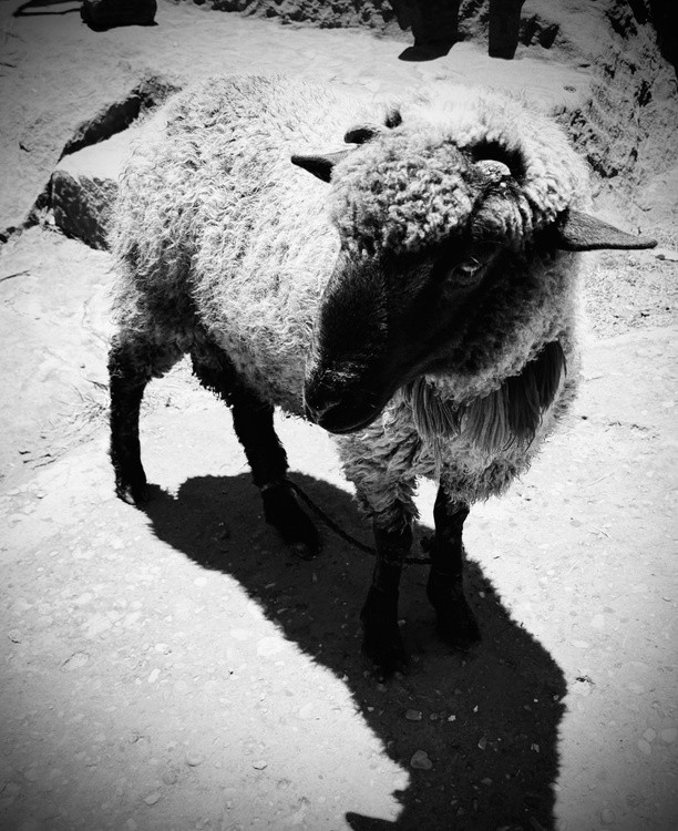 sheep