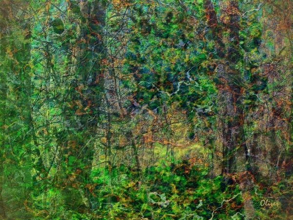 A Walk Through The Wood