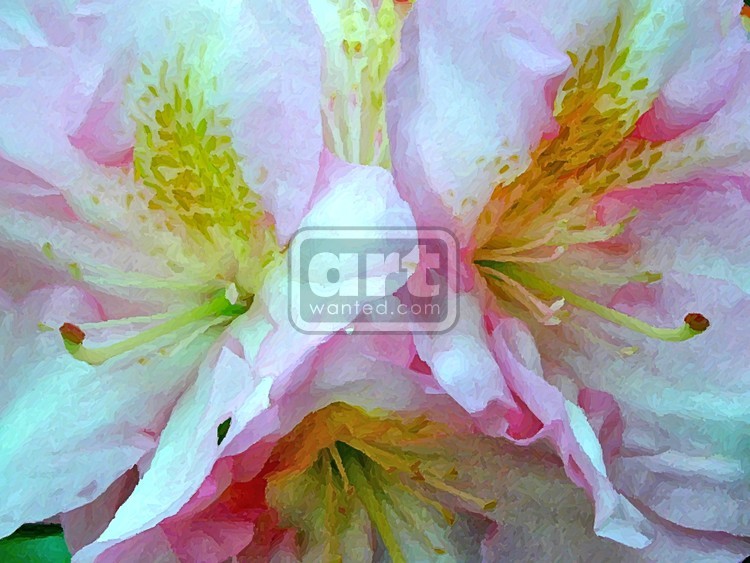 White Rhododendron 3