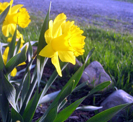 Sunlit Daffodils