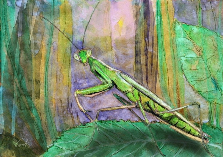 Mantis
