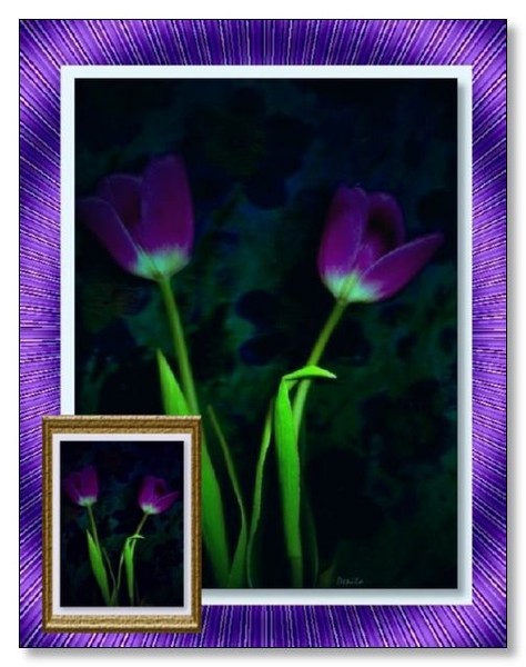Pepitas tulips