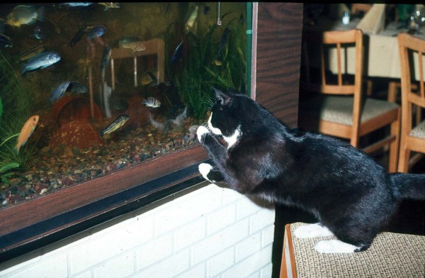 The Fish cat