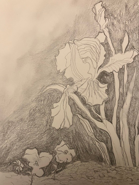Iris