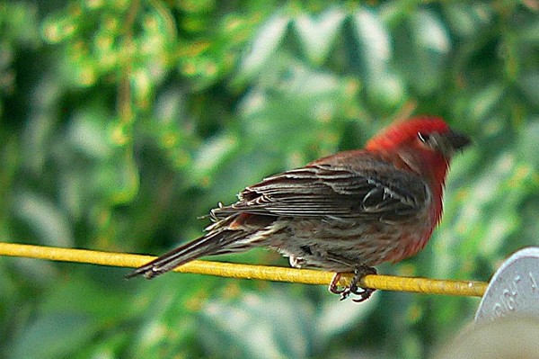Grosbeak