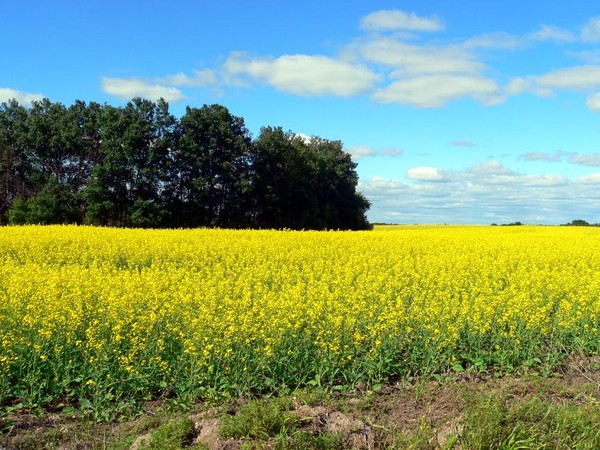 Canola Vista