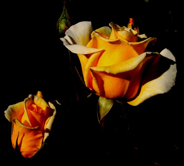 MORE ROSES FOR YOU
