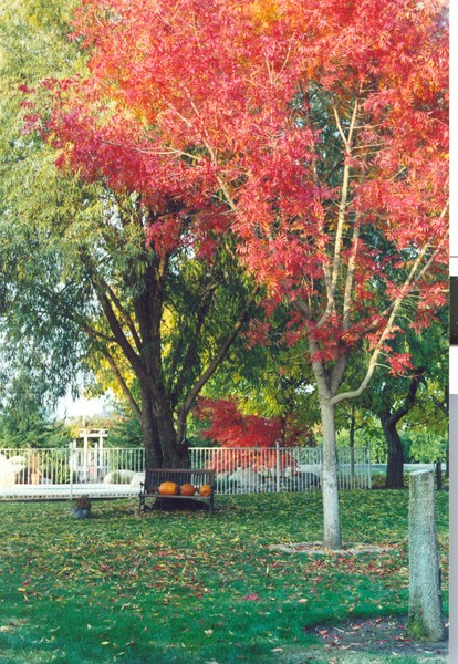 Autumn Fire