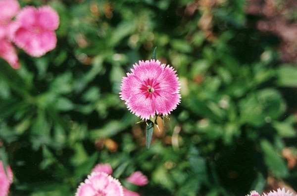 Floating Flower