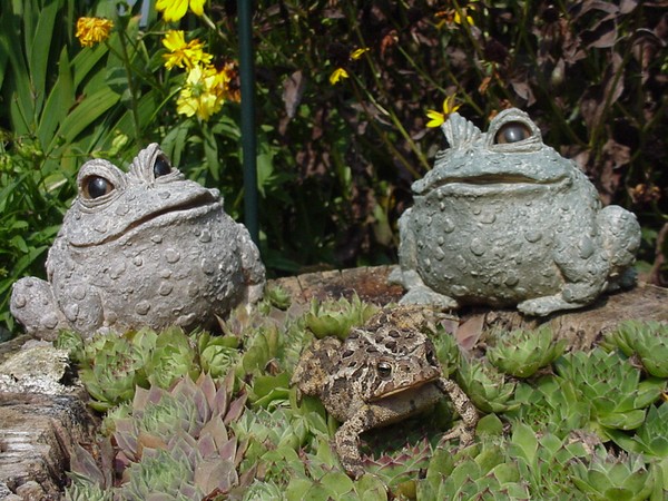 Toad with toads