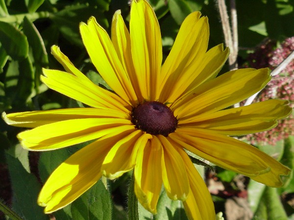 Black-eyed Susan