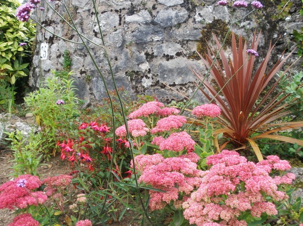 plants