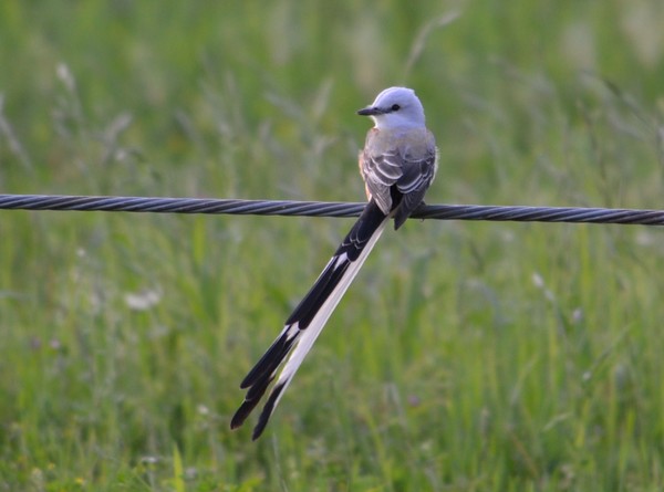 Scissortail II