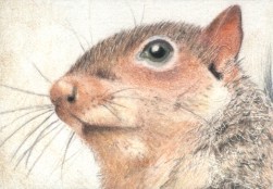 Mr. Squirrel - ACEO