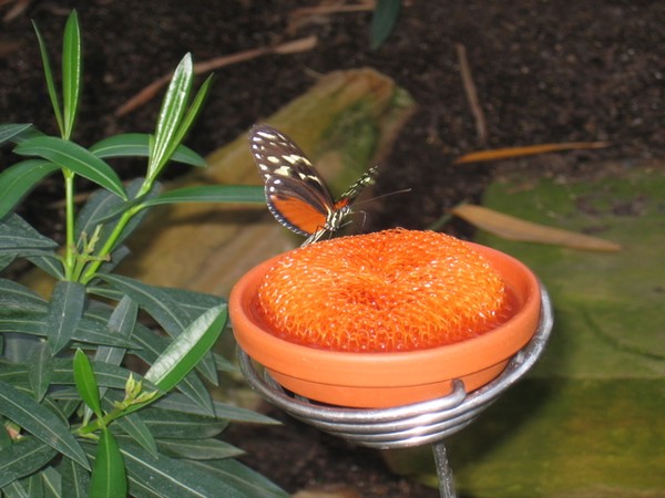 Orange Juice