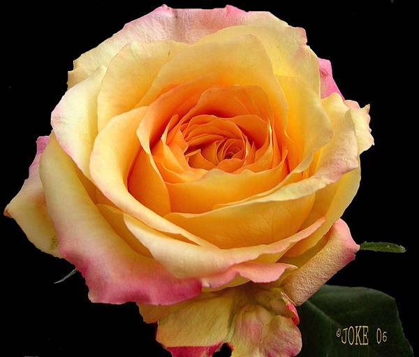 For ALL.