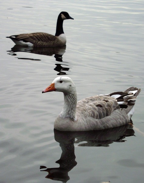 Goosey