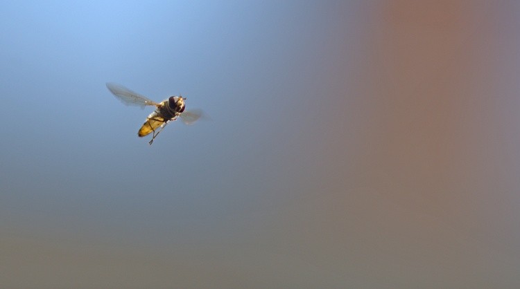 To Hover