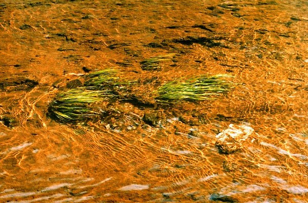 With the Stream