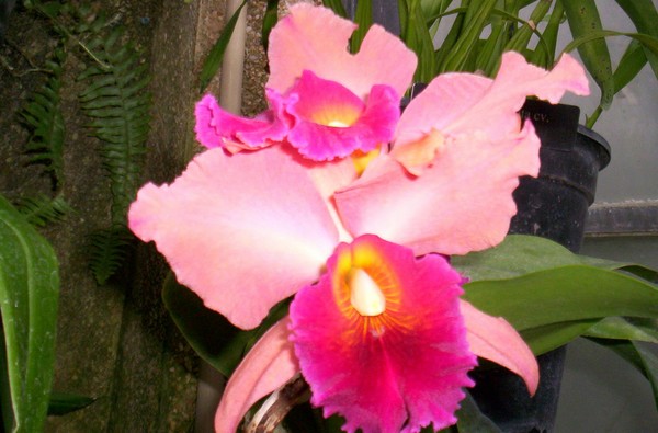 Pink Orchid