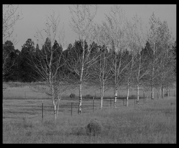 Row of Trees