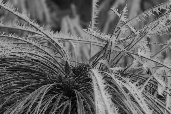 Needles of Frost