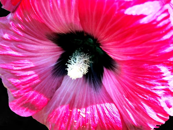 Up Close 020