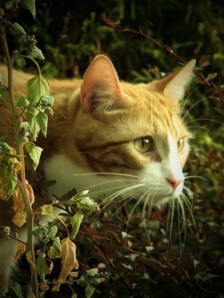 Louie the Hunter