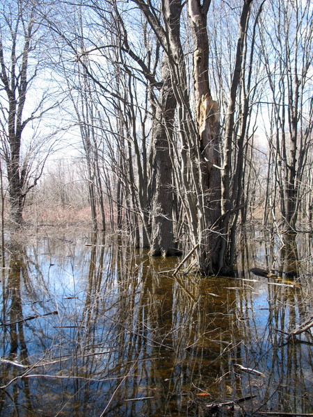 Spring Reflections