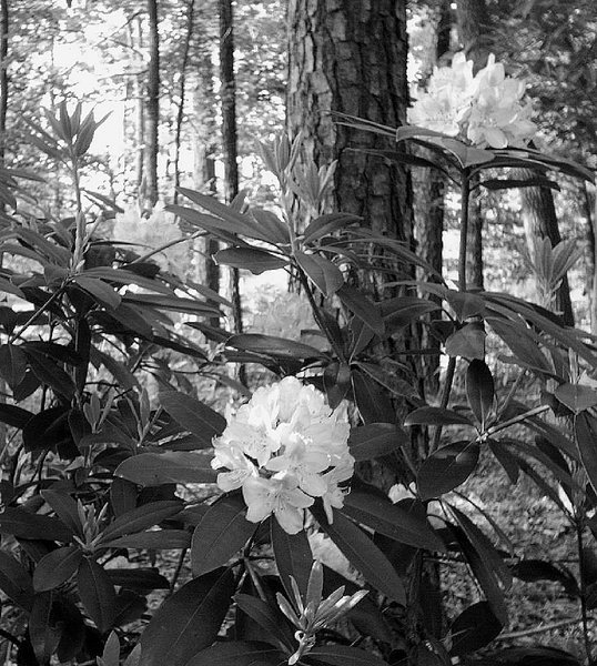 Pleasant Blooms