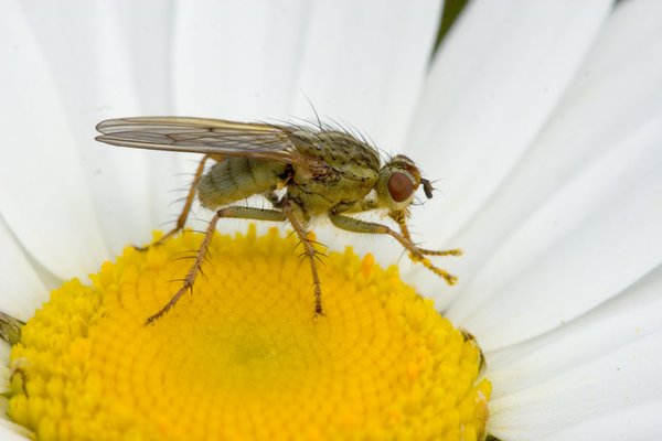 Yellow Dunge Fly on Marguerite