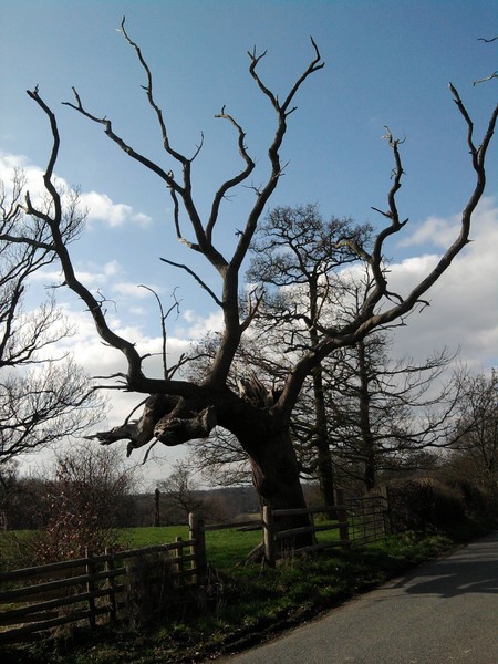 Guardian of the Hill, different view
