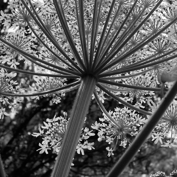 The Plants in the Garden